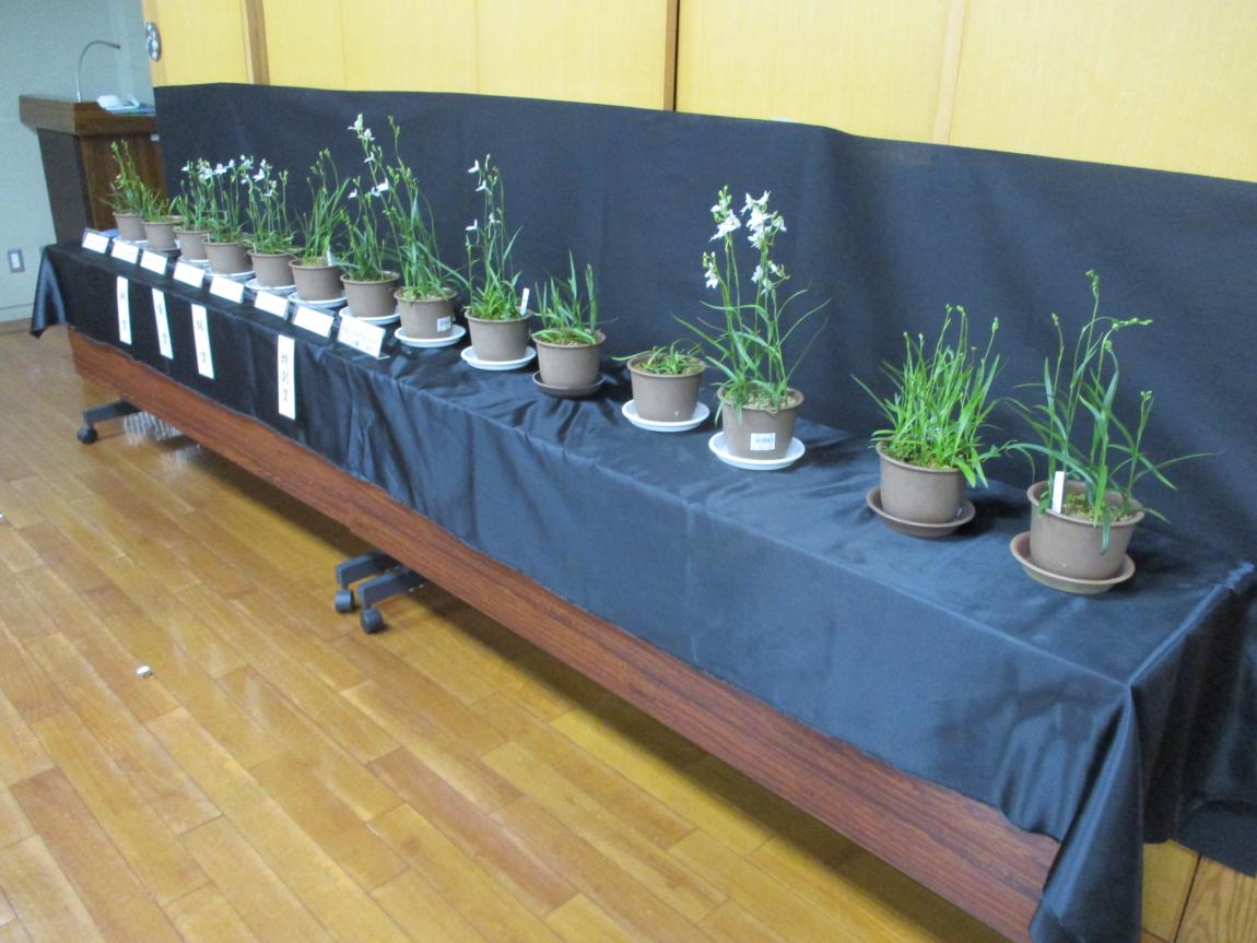 展示の様子(2)