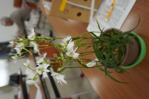 参加者の方がとても素敵な花を咲かせてくれました