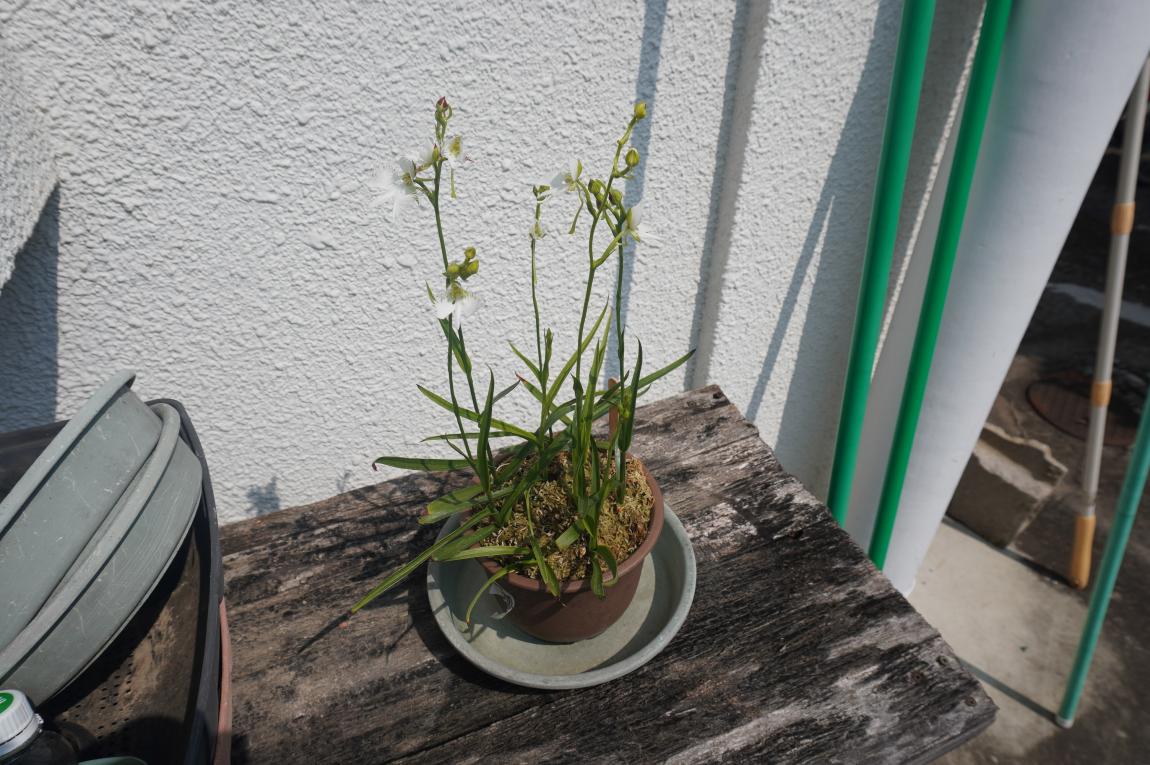 まちづくりセンターでもお花が咲きました