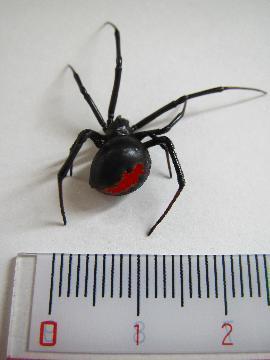 セアカコケグモ背面