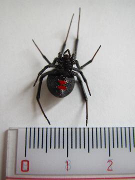 セアカコケグモ腹面
