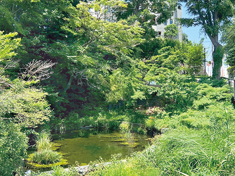 岡本わきみず緑地の写真