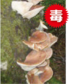ツキヨタケの写真