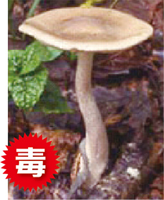 クサウラベニタケの写真