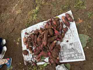 収穫したさつまいも