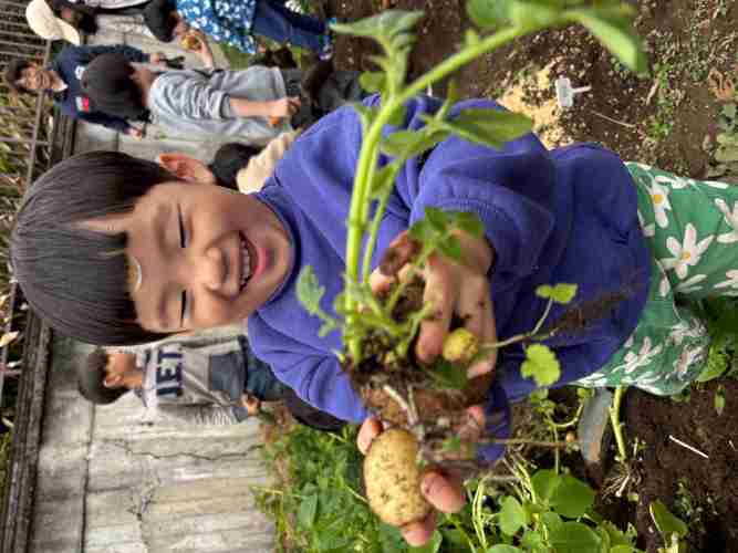 じゃがいもの収穫