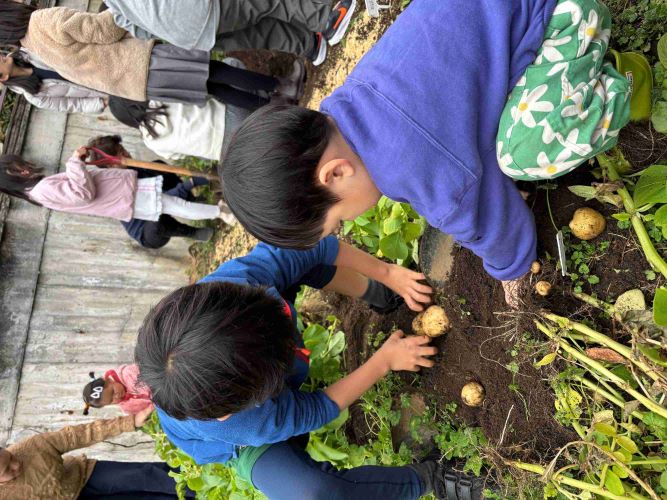 じゃがいもの収穫2