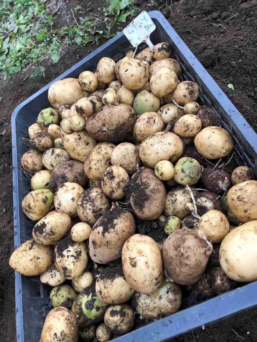 収穫したじゃがいも