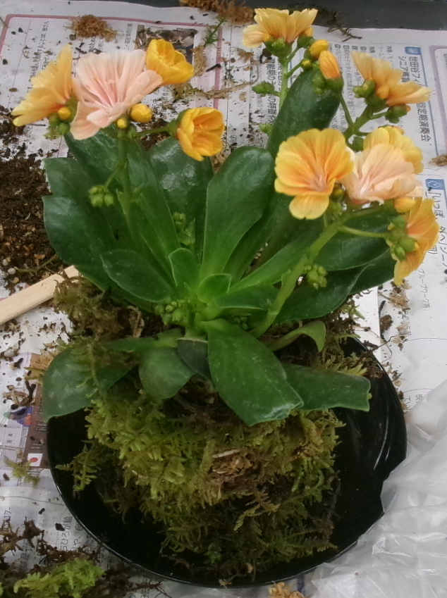 黄色の花を植えた苔玉