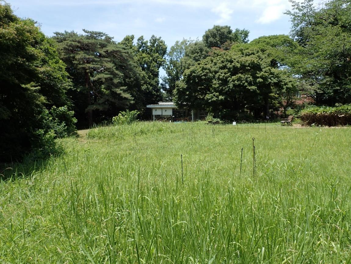 すみれ場自然庭園の様子