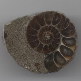 アンモナイトの研磨標本の画像