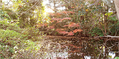 深沢八丁目無原罪特別保護区の写真