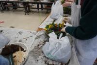 寄せ植え作りの様子