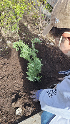 ハーブ植えの作業風景の写真