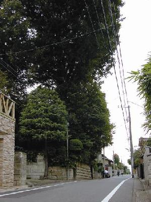 大ケヤキのある散歩道-けやき道