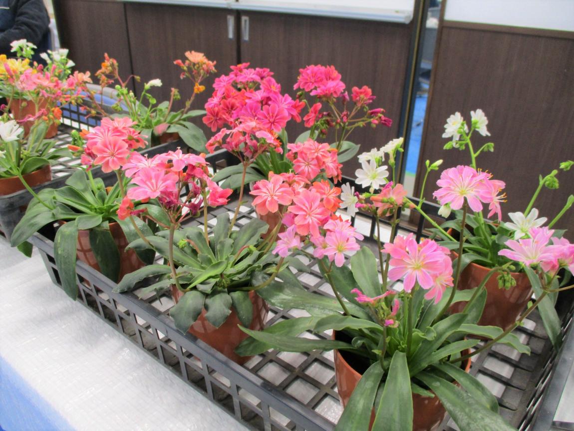 ピンク、オレンジ、黄色など色とりどりのレウィシア