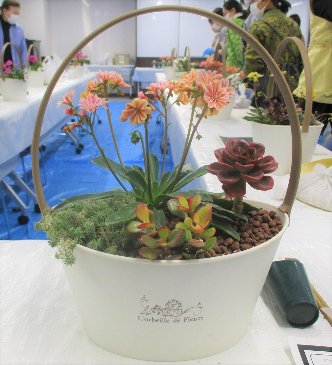 完成品2。オレンジとピンクが混ざった色のレウィシア