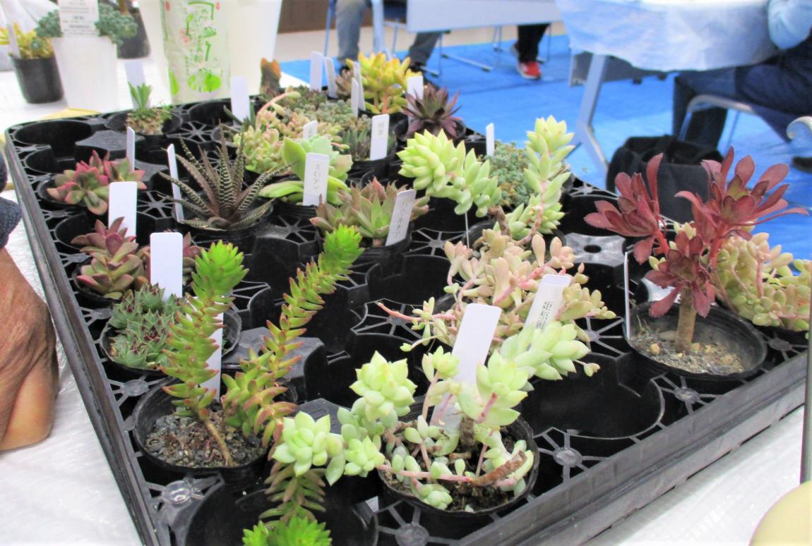 多肉植物たち