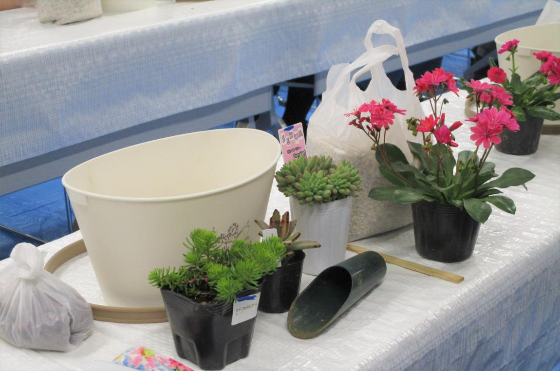 物品一覧。レウィシアと多肉植物3種類。鉢、土、スコップ、わりばし。