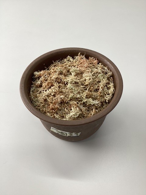 サギソウ講習会