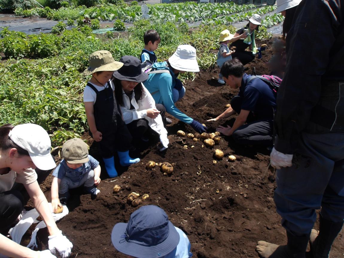 じゃがいもほり