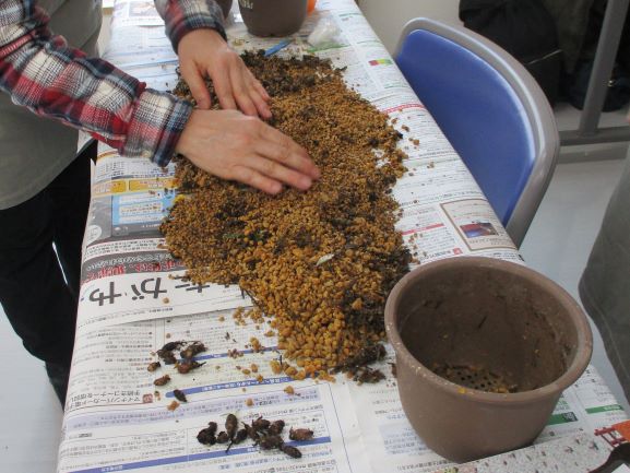 さぎ草植え込み講習会講師鉢