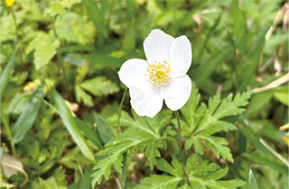 保全地内のイチリンソウの写真