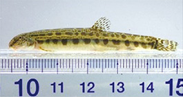 ヒガシシマドジョウの写真