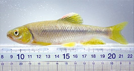 カワムツの写真