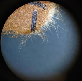 小さなモノを大きく見よう！