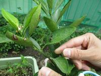 自然に触れる・感じる環境1