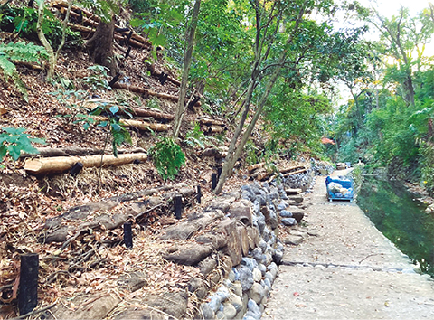 危険木の伐採と土中環境を改善する様子の写真