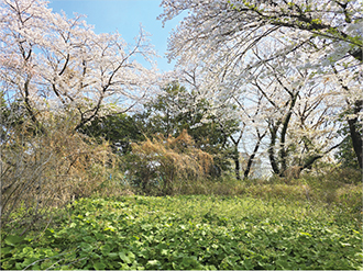 令和7年（2025年）春の緑地開放の様子の写真