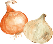 たまねぎのイラスト