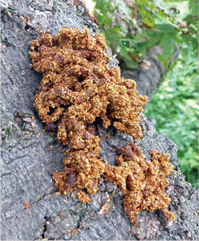 大量のフラスの写真