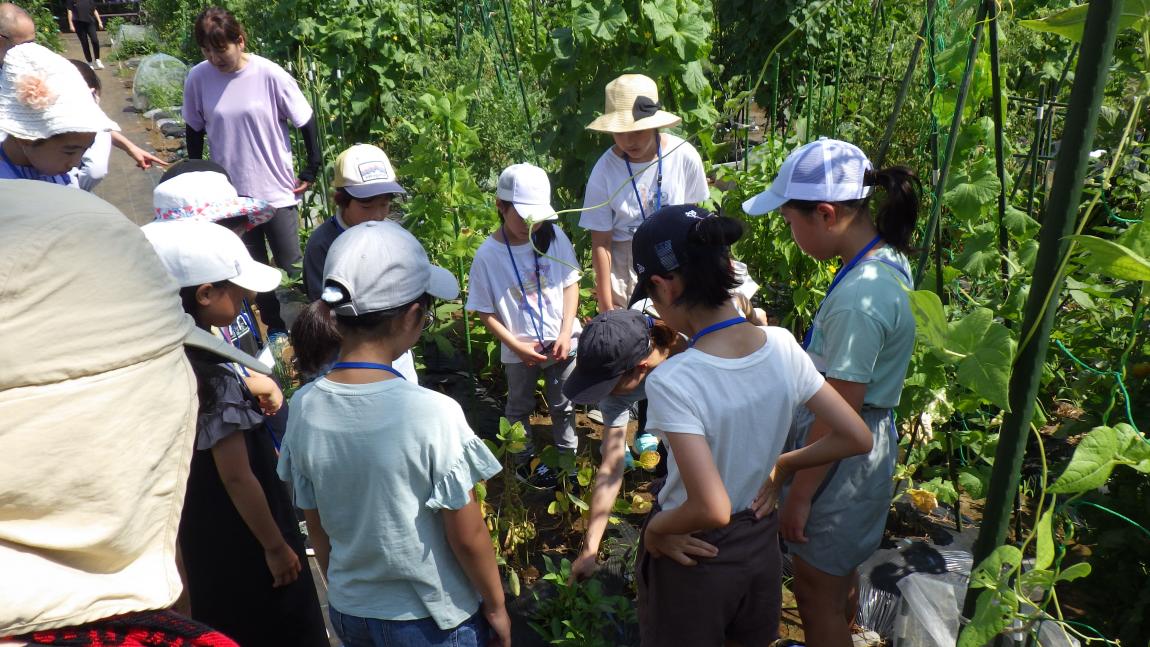 いいほいくえん講座1「野菜畑を見学している様子」