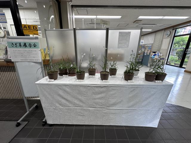 さぎ草展示会の様子