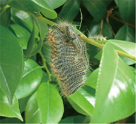 チャドクガの幼虫（毛虫）の写真