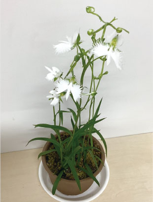 地域の方が育てたさぎ草の写真