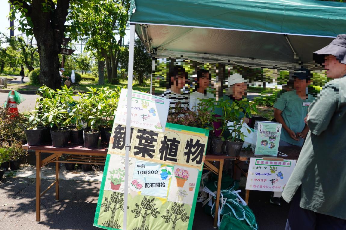 苗木配布