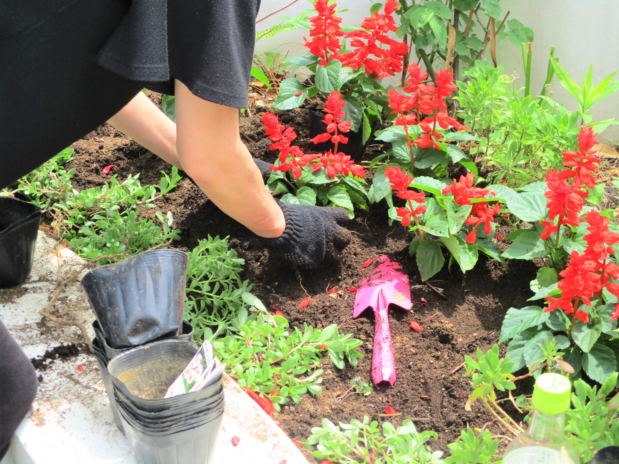 植えている様子(1人)
