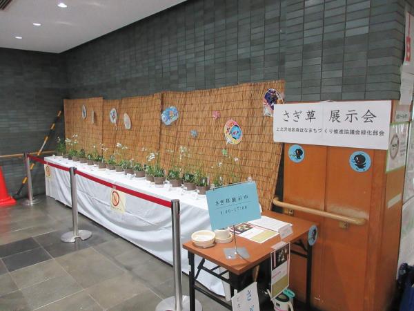 さぎ草展示会写真
