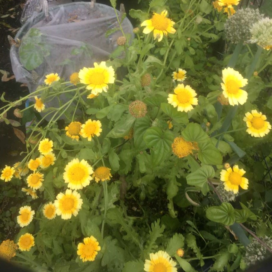 シュンギクの花