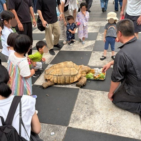 リクガメの散歩