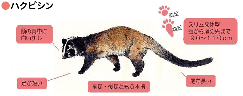 ハクビシンのイラスト
