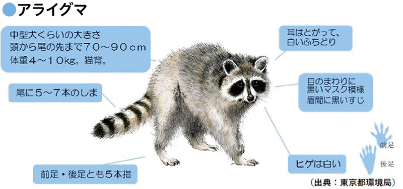 アライグマのイラスト
