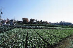 桜上水の野菜畑