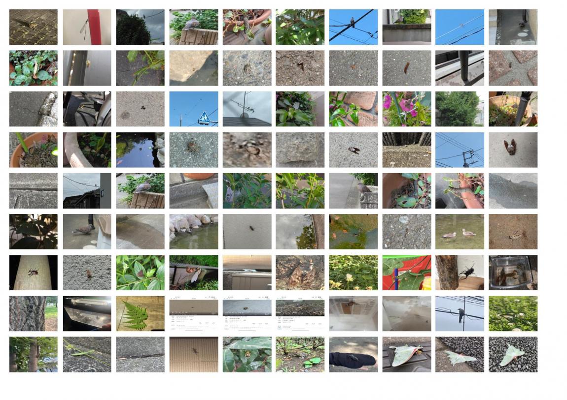 生きものしらべ2025一覧1