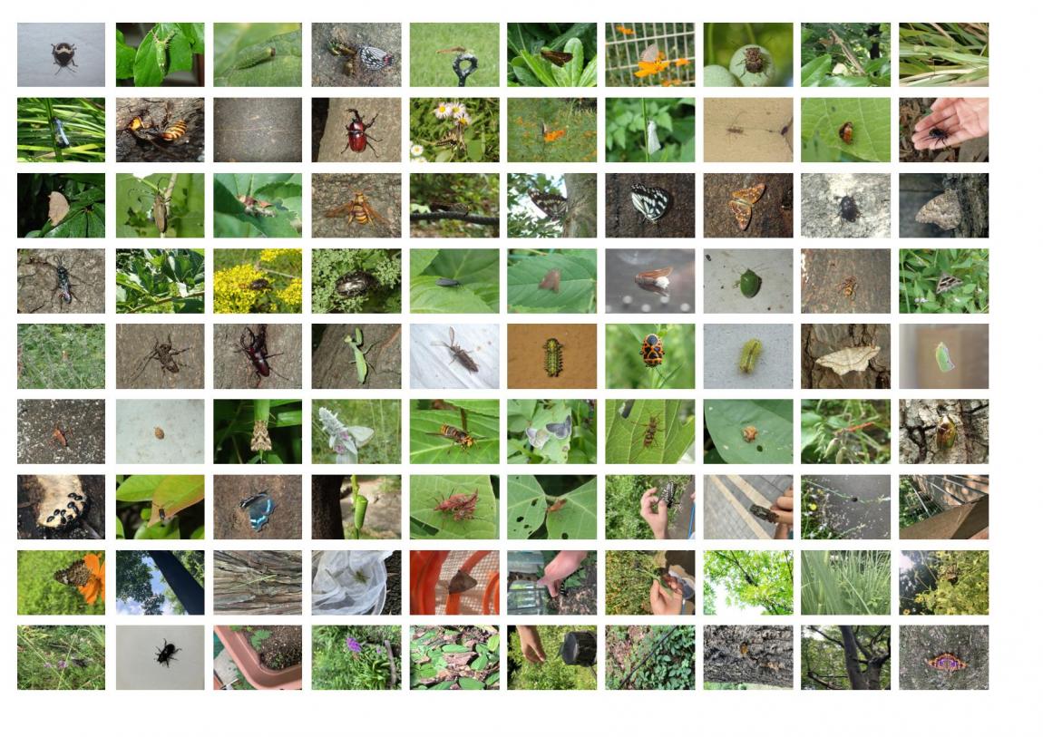 生きものしらべ2025一覧2