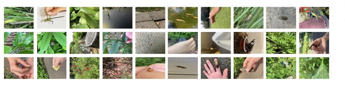 生きものしらべ2025一覧3